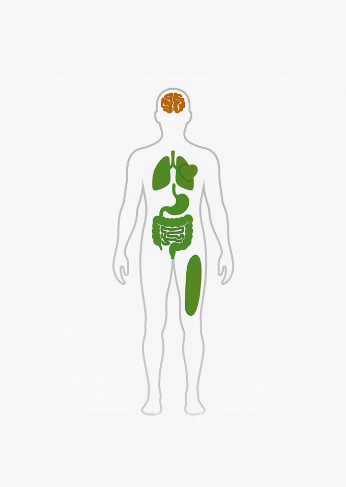 Human body organs with brain highlighted